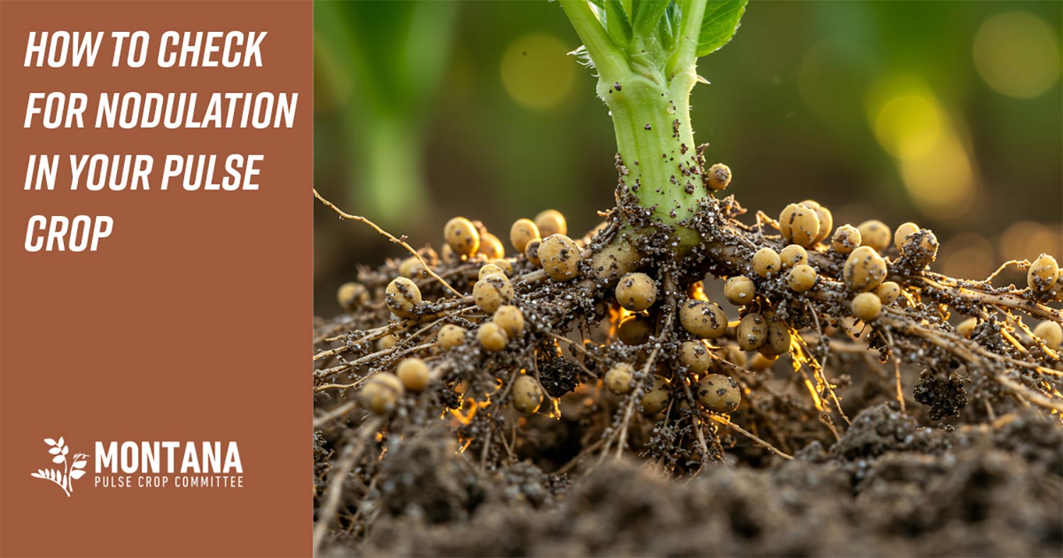 How to Check for Nodulation in Your Pulse Crop